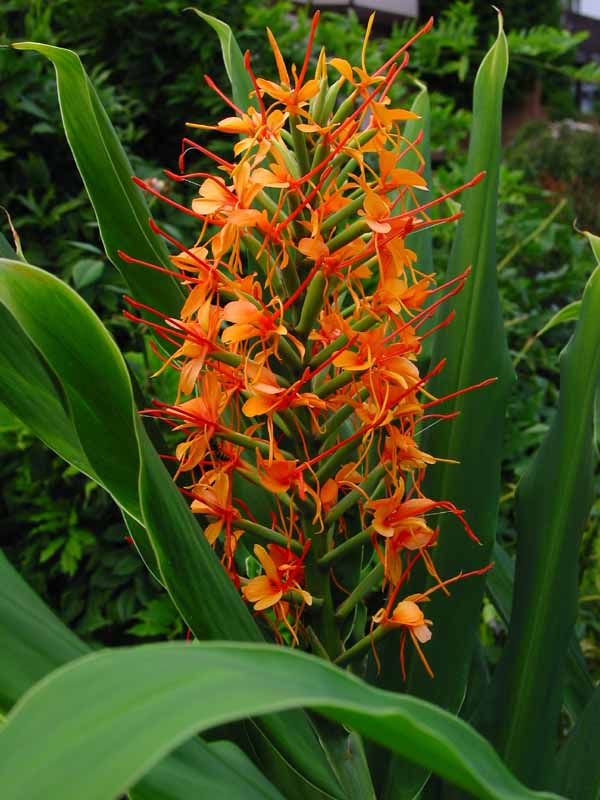 Hedychium coccinea 'Tara' / Tara Ginger