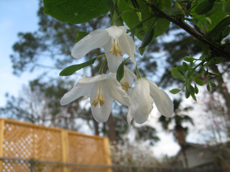 Halesia diptera var. Magniflora / Florida Silverbell