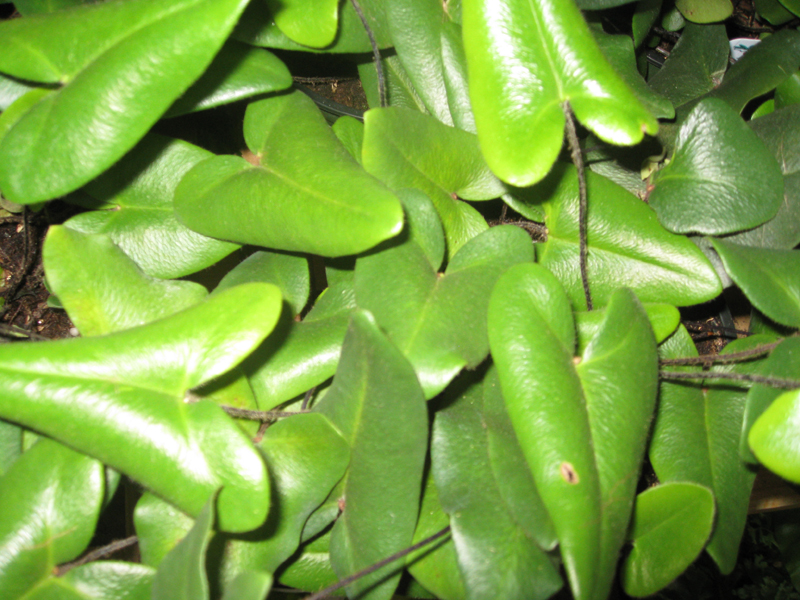 Hemionitis arifolia / Hemionitis arifolia