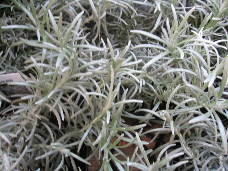 Helichrysum italicum    / Helichrysum italicum   