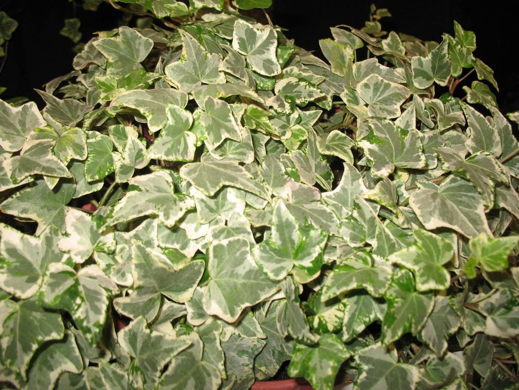 Hedera helix 'Minty'   / Hedera helix 'Minty'  