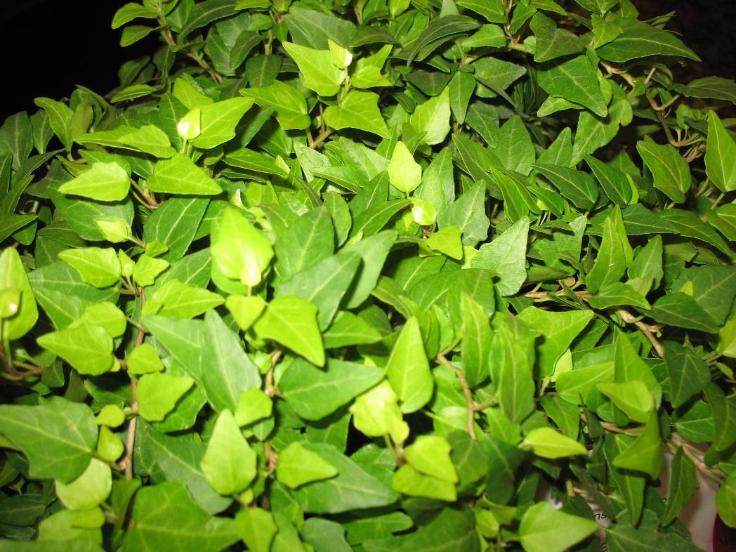 Hedera helix 'Pamela' / Pamela English Ivy