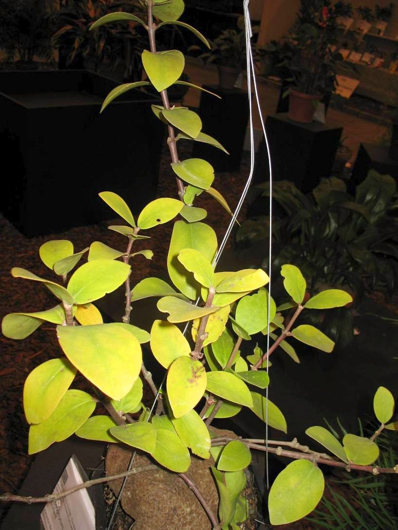 Hydnophytum mosley anum   / Ant Plant Love