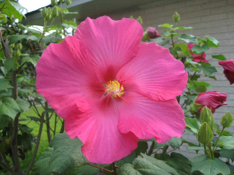 Hibiscus mutabilis 'Rubrum'    / Single Confederate Rose