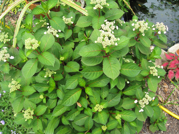 Hydrangea macrophylla 'Lady in Red' / Hydrangea macrophylla 'Lady in Red'