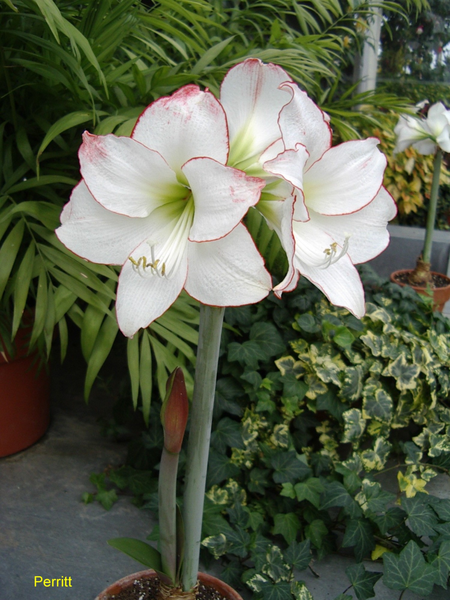 Hippeastrum  'Picotee'  / Picotee Amaryllis