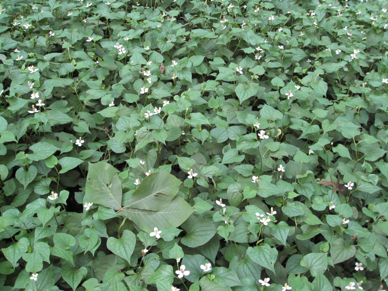 Houttuynia cordata   / Houttuynia cordata  