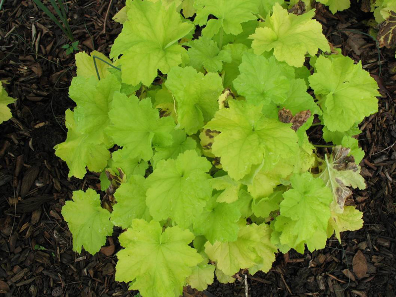 Heuchera 'Citronelle' / Citronelle Coral Bells Heuchera