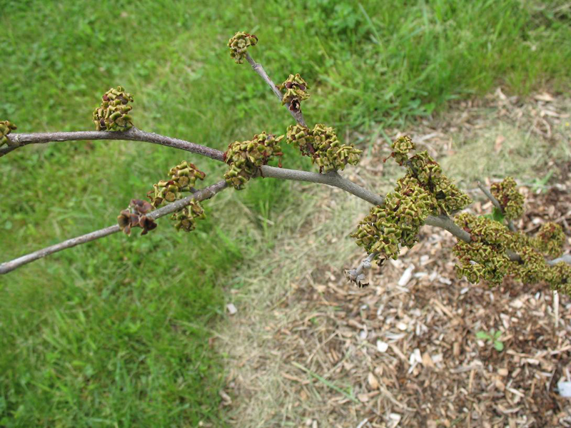 Hamamelis x intermedia 'Barmstedt Gold'   / Hamamelis x intermedia 'Barmstedt Gold'  