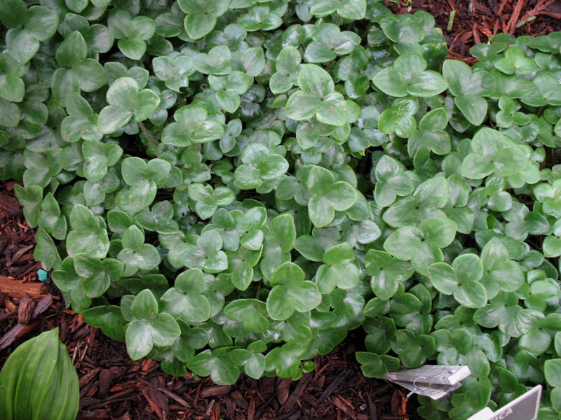 Hepatica nobilis var. Japonica / Liverleaf