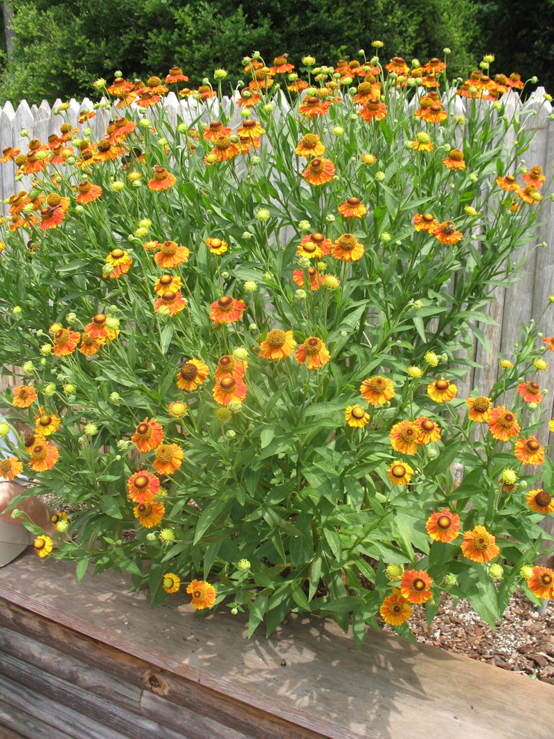 Helenium ‘Sahin’s Early Flowerer’ / Helenium ‘Sahin’s Early Flowerer’