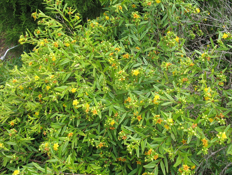 Hypericum prolificum  / Shrubby St. John's Wort, Shrubby Hypericum