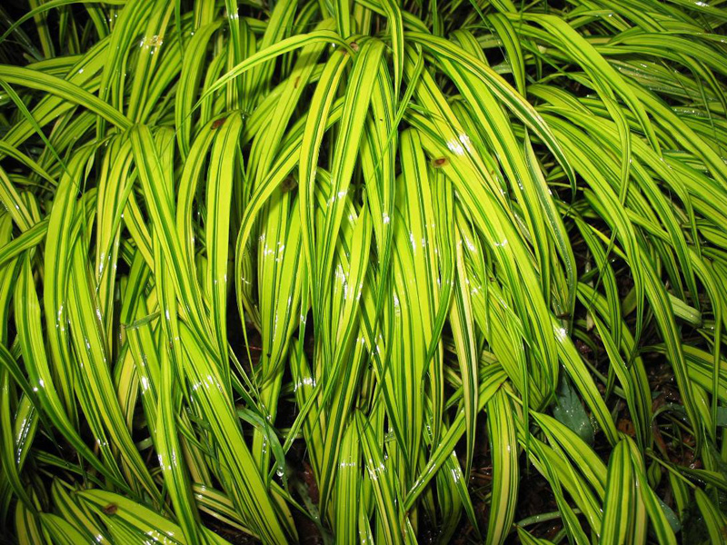 Hakonechloa macra 'Aureola' / Hakonechloa macra 'Aureola'