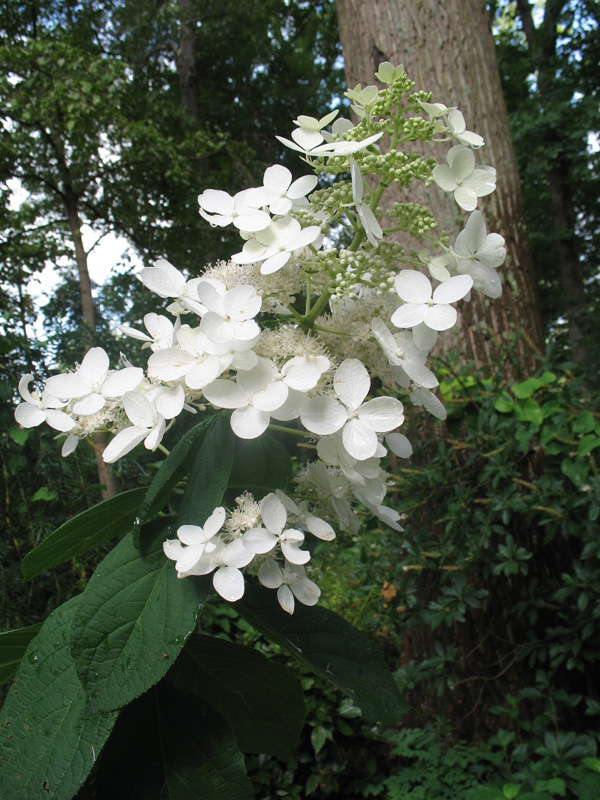 Hydrangea paniculata 'Pink Diamond'   / Pink Daimond Hydrangea