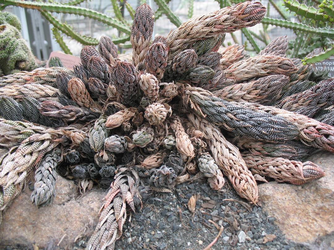 Haworthia renwardtii / Haworthia