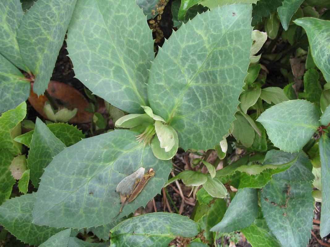 Helleborus x ericsmithii 'Sunmarble' / Helleborus x ericsmithii 'Sunmarble'