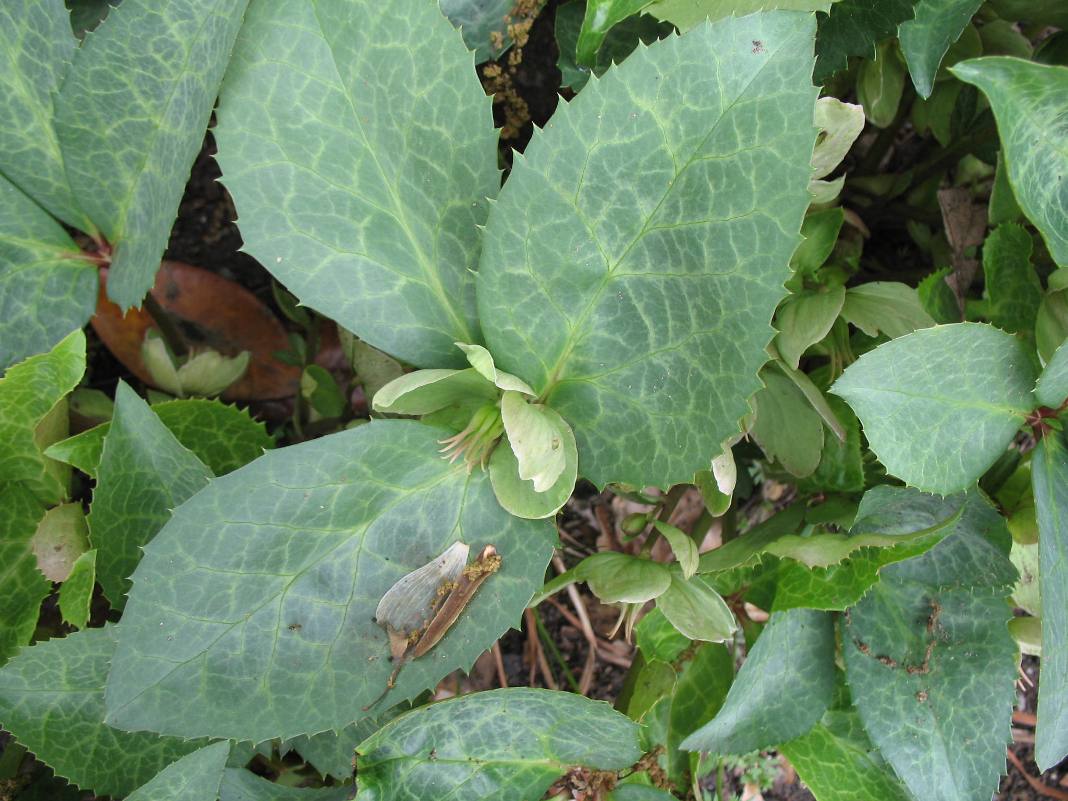 Helleborus x ericsmithii 'Sunmarble' / Sunmarble Lenton Rose