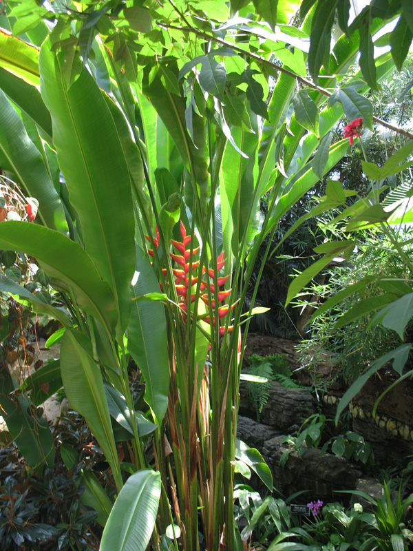 Heliconia latispatha   / Lobsterclaw