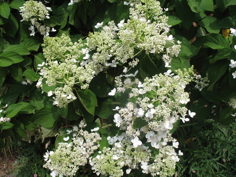 Hydrangea paniculata 'Chantilly Lace'   / Hydrangea paniculata 'Chantilly Lace'  