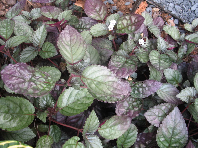 Hemigraphis alternata / Red Ivy, Red Flame Ivy