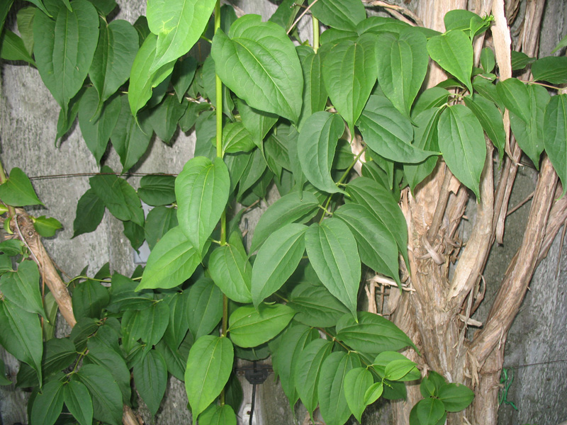 Heptacodium miconioides / Heptacodium miconioides