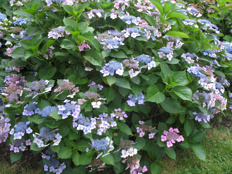 Hydrangea macrophylla 39;Blue Wave39; / Hydrangea macrophylla 39;Blue W