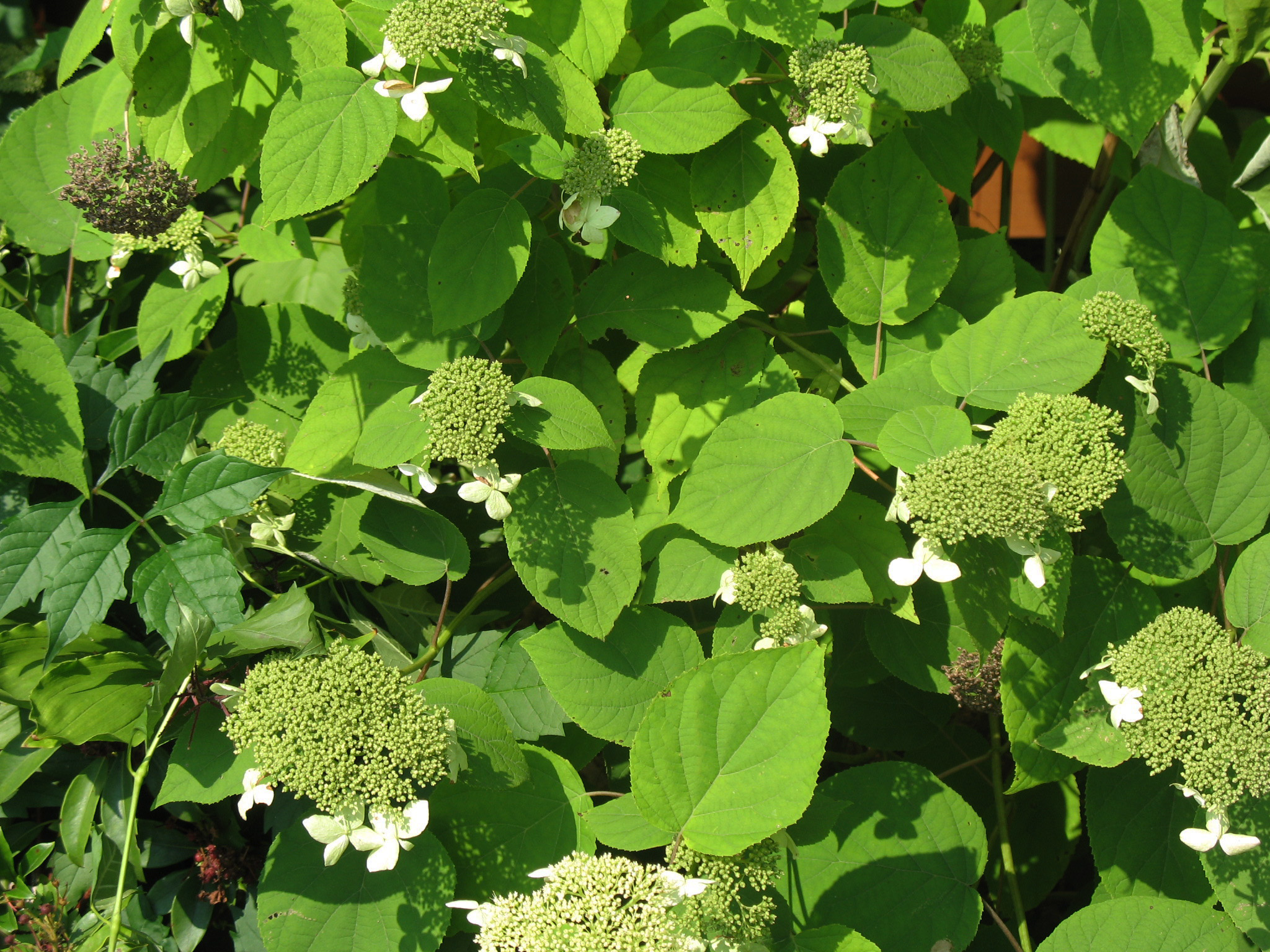 Hydrangea radiata   / Silverleaf Hydrangea