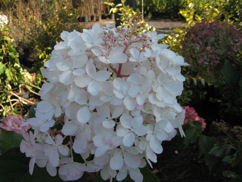 Hydrangea paniculata 'Phantom' / Phantom Hydrangea