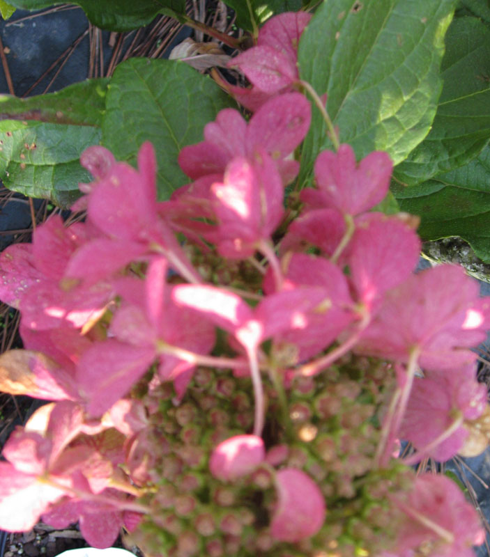 Hydrangea paniculata 'Pinky Winky' / Hydrangea paniculata 'Pinky Winky'