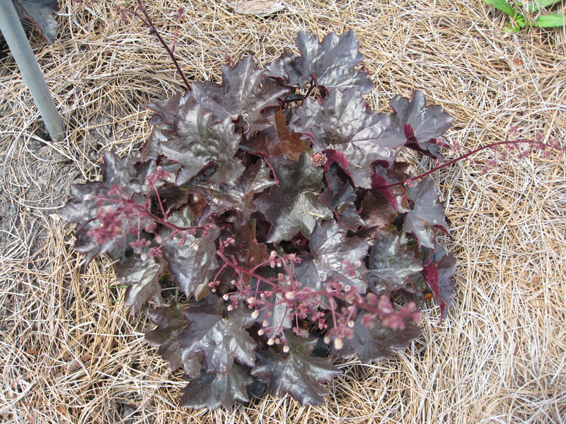 Heuchera 'Blackout' / 