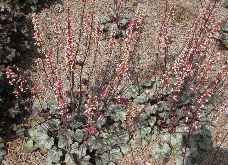 Heuchera 'Prince of Silver' / Prince of Silver Heuchera