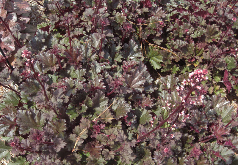 Heuchera 'Dark Secret'  / Dark Secret Heuchera