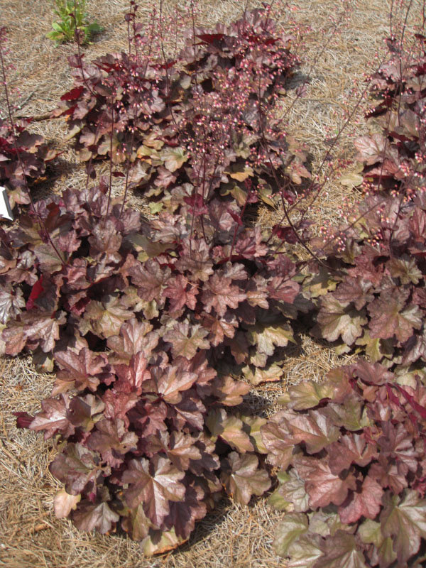 Heuchera 'Bojangles' / Heuchera 'Bojangles'