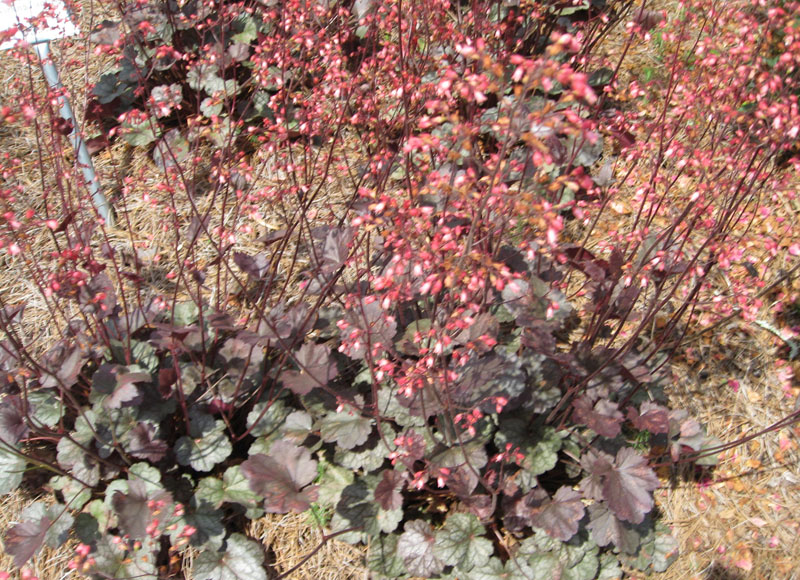 Heuchera ' Swirlling Fantasy' / Swirlling Fantasy Heuchera