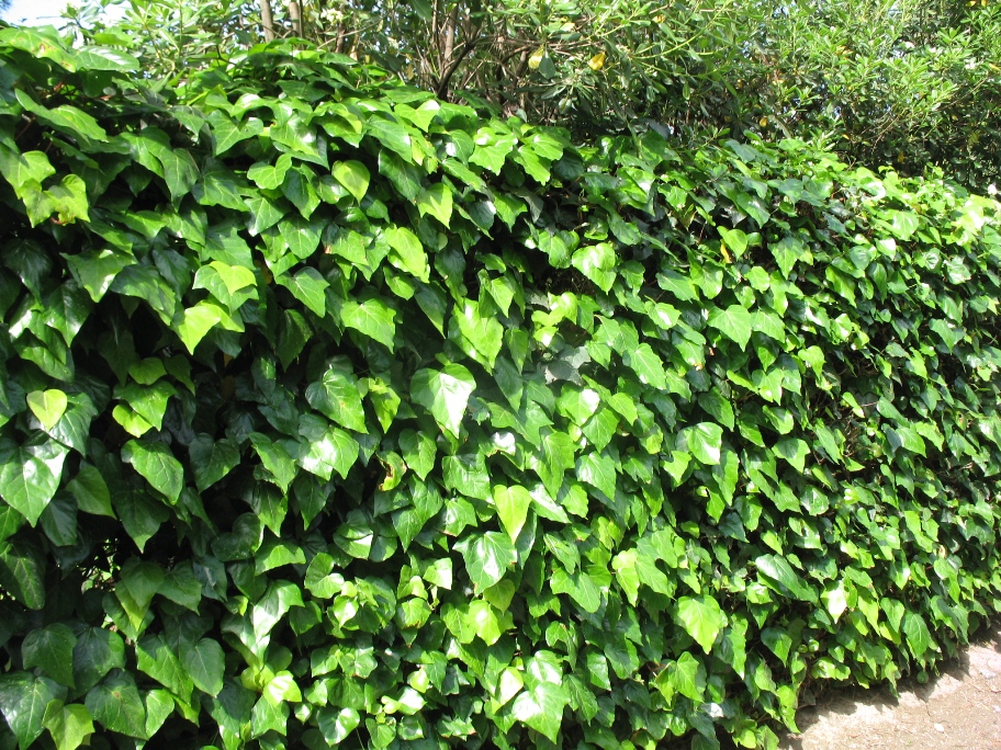 Algerian Ivy vine trained to