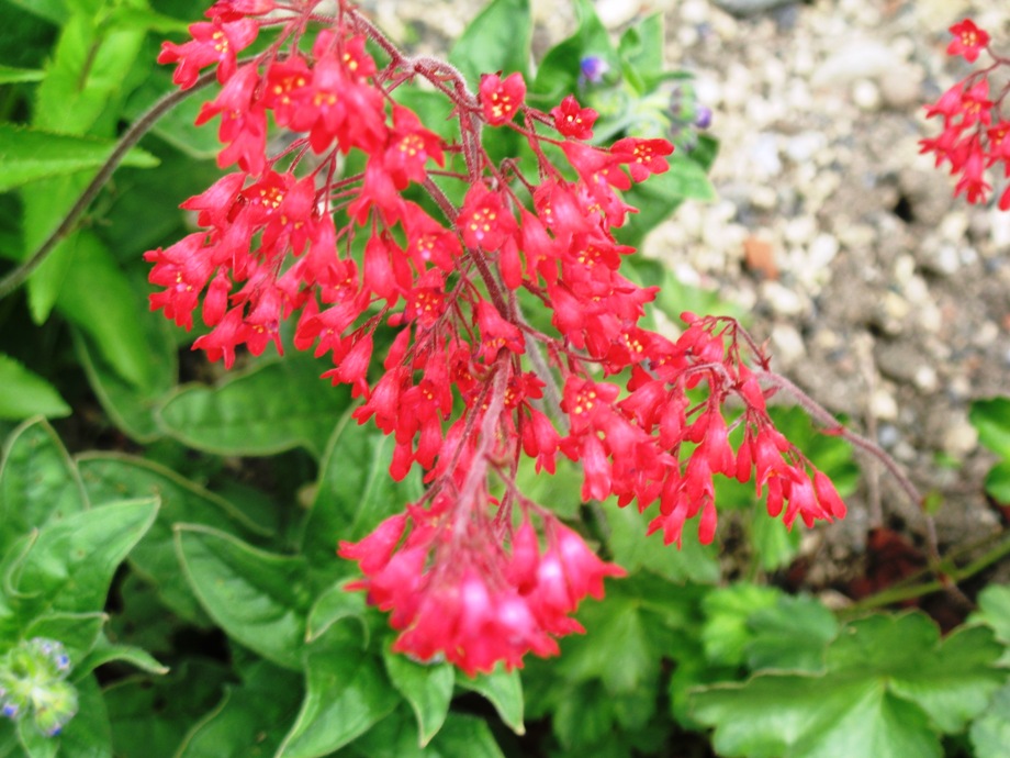 Heuchera x brizoides 'Leuchtkafer'  / Heuchera x brizoides 'Leuchtkafer' 