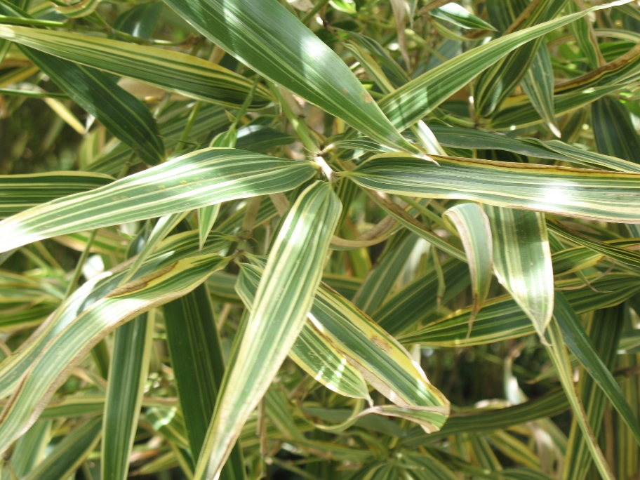 Hibanobambusa tranquillans 'Shiroshima'  / Shiroshima Bamboo