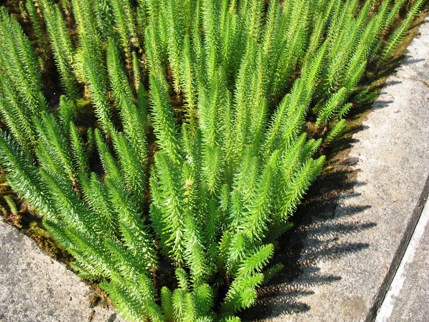 Hippuris vulgaris / Mare's Tail