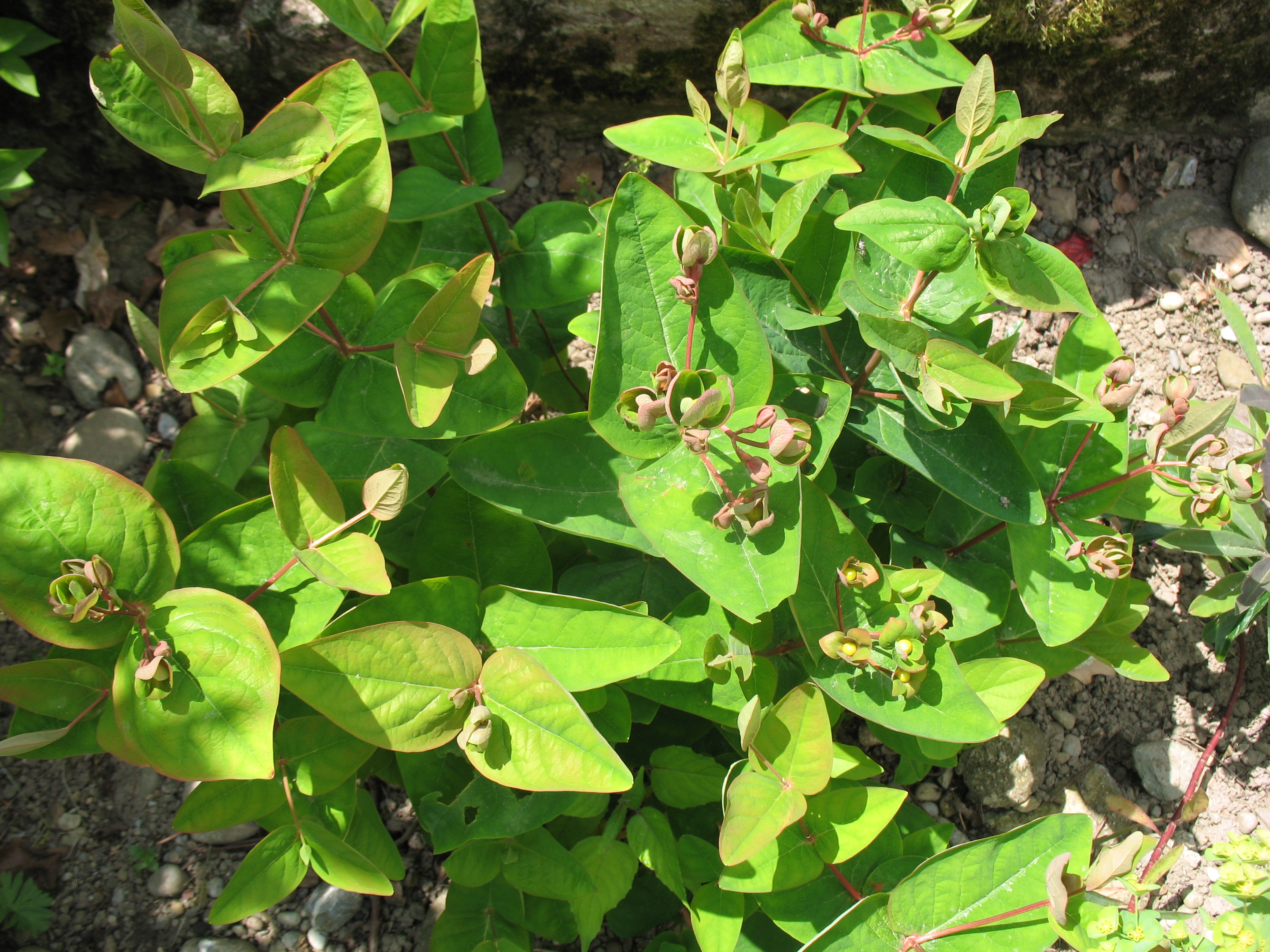 Hypericum androsaemum / Tutsan, Hypericum