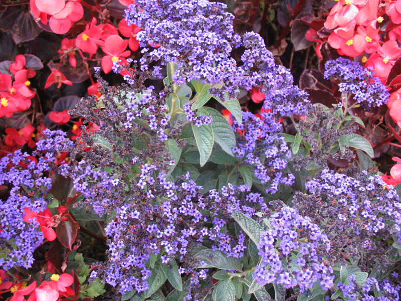 Heliotropium arborescens  / Cherry Pie Plant