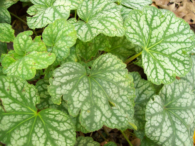 Heuchera americana / Heuchera americana