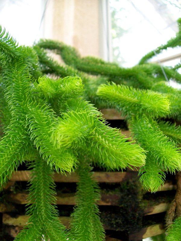 Huperzia squarrosa / Rock Tassel Fern, Water Fern