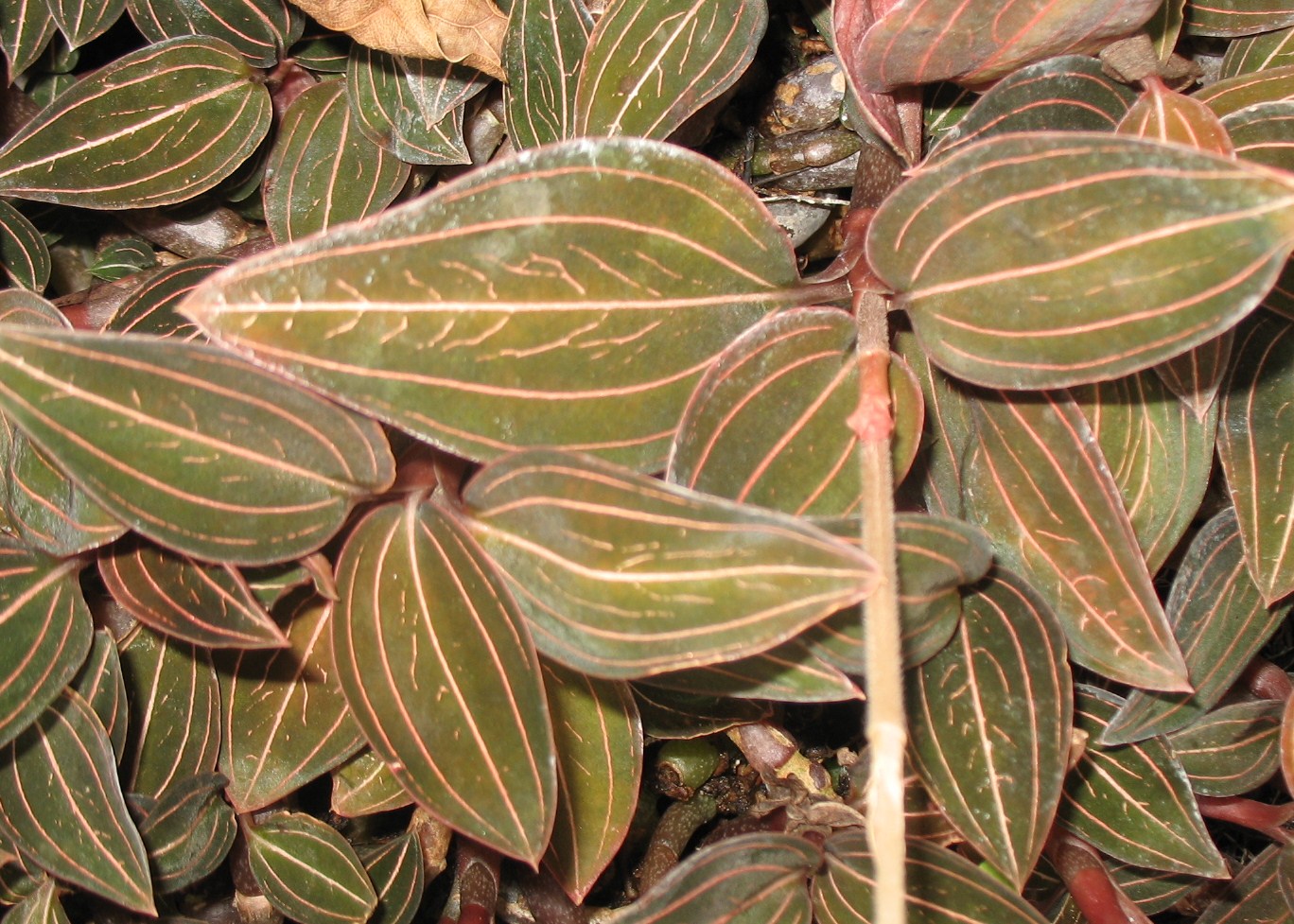 Haemaria discolor / Jewel Orchid