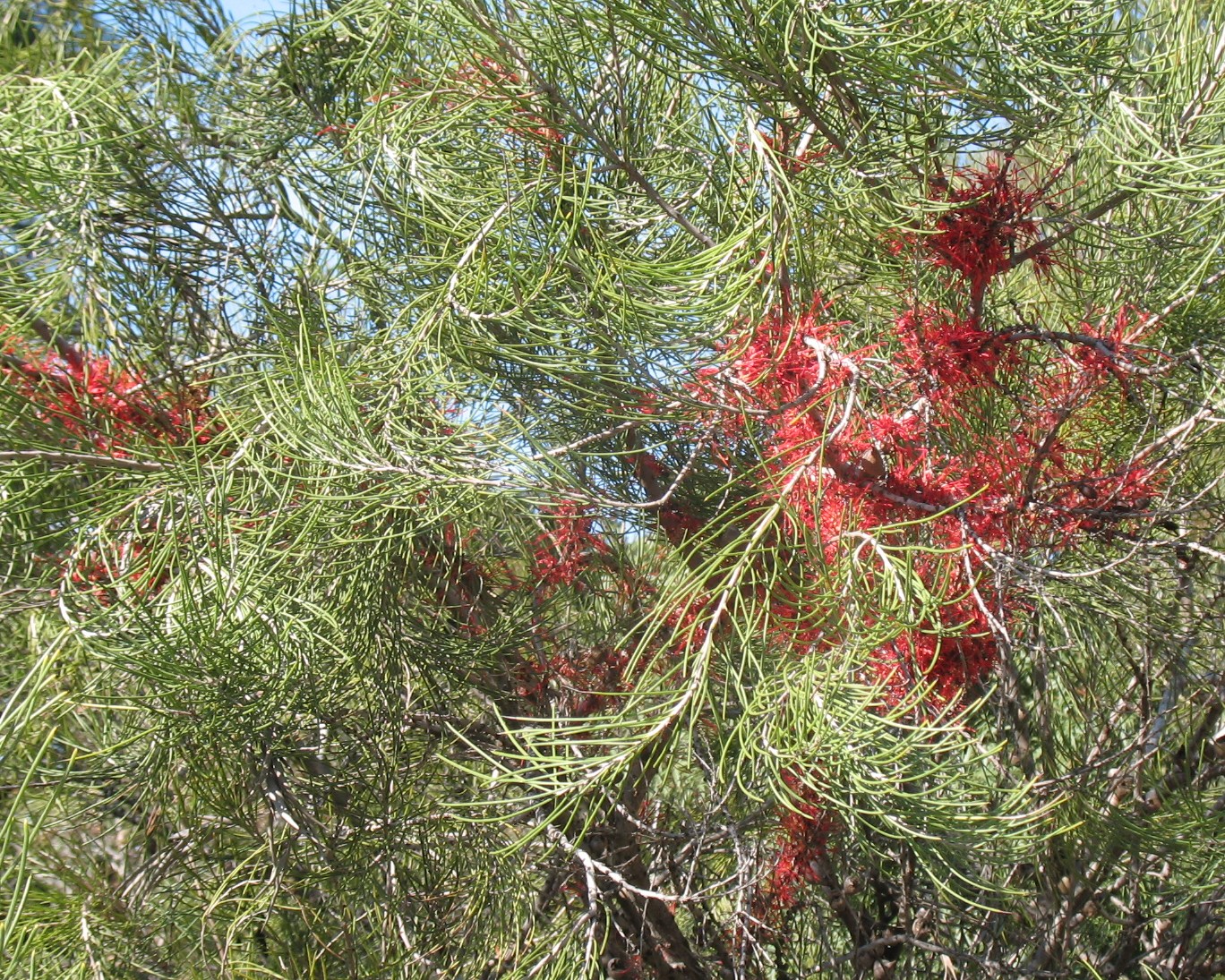 Hakea orthorrhyncha / Bird Beak Hakea