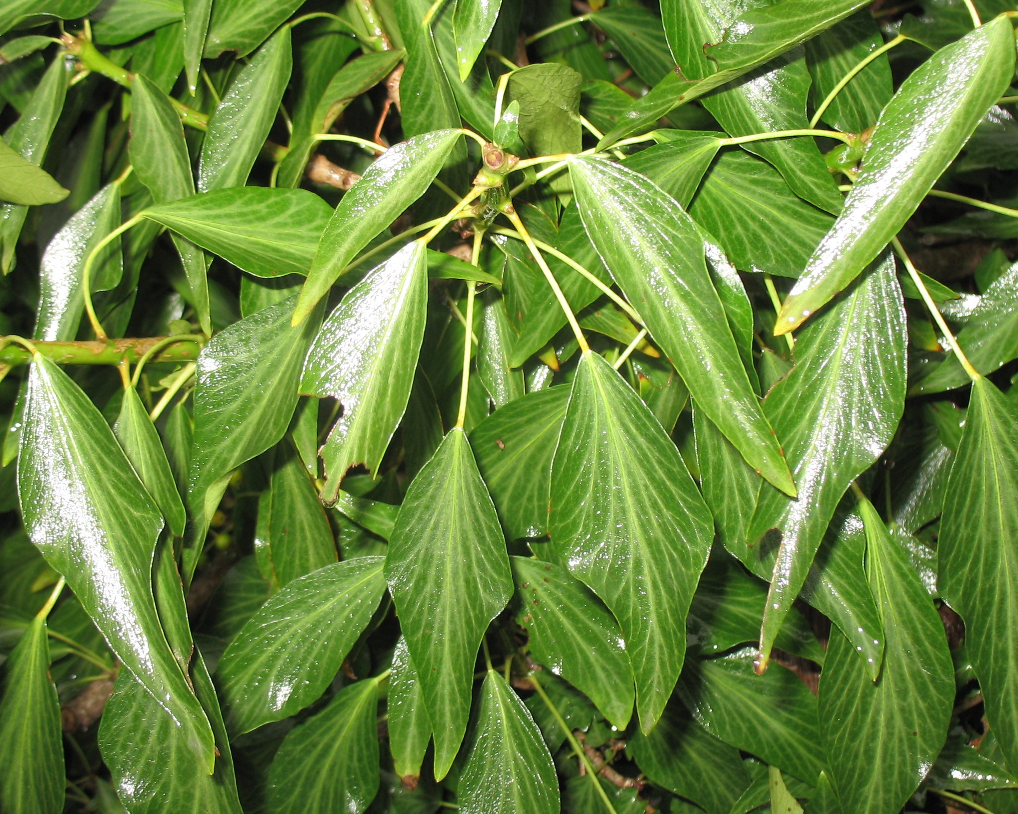 Hedera nepalensis / Himalayan Ivy, Nepal Ivy