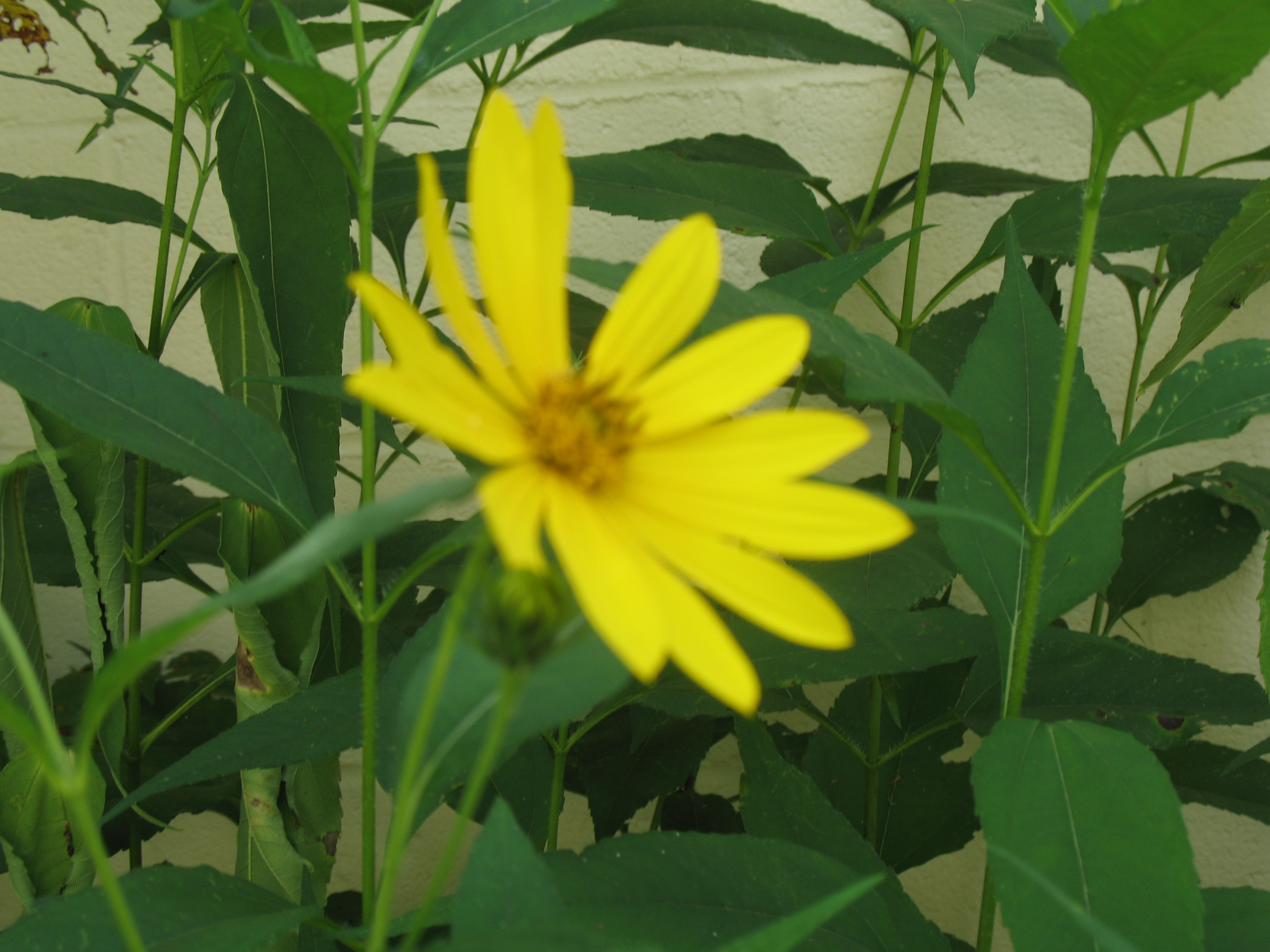 Helianthus tuberosus / Jerusalem Artichoke