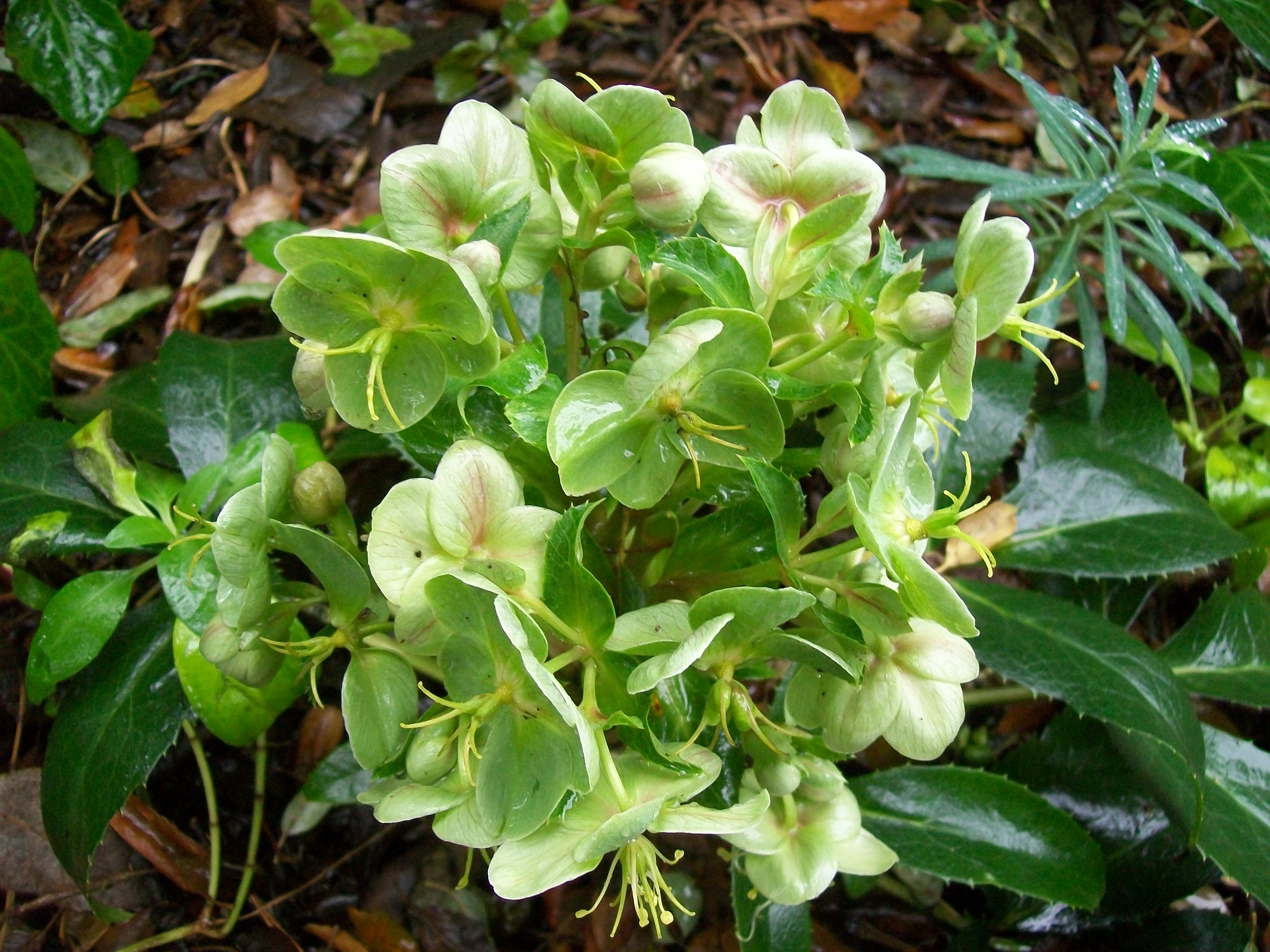 Helleborus 'Ivory Prince' / Ivory Prince Helleborus