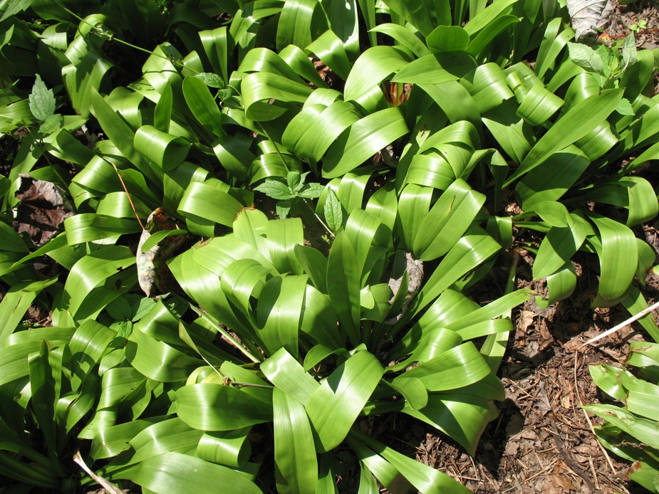 Helonias bullata / Helonias bullata