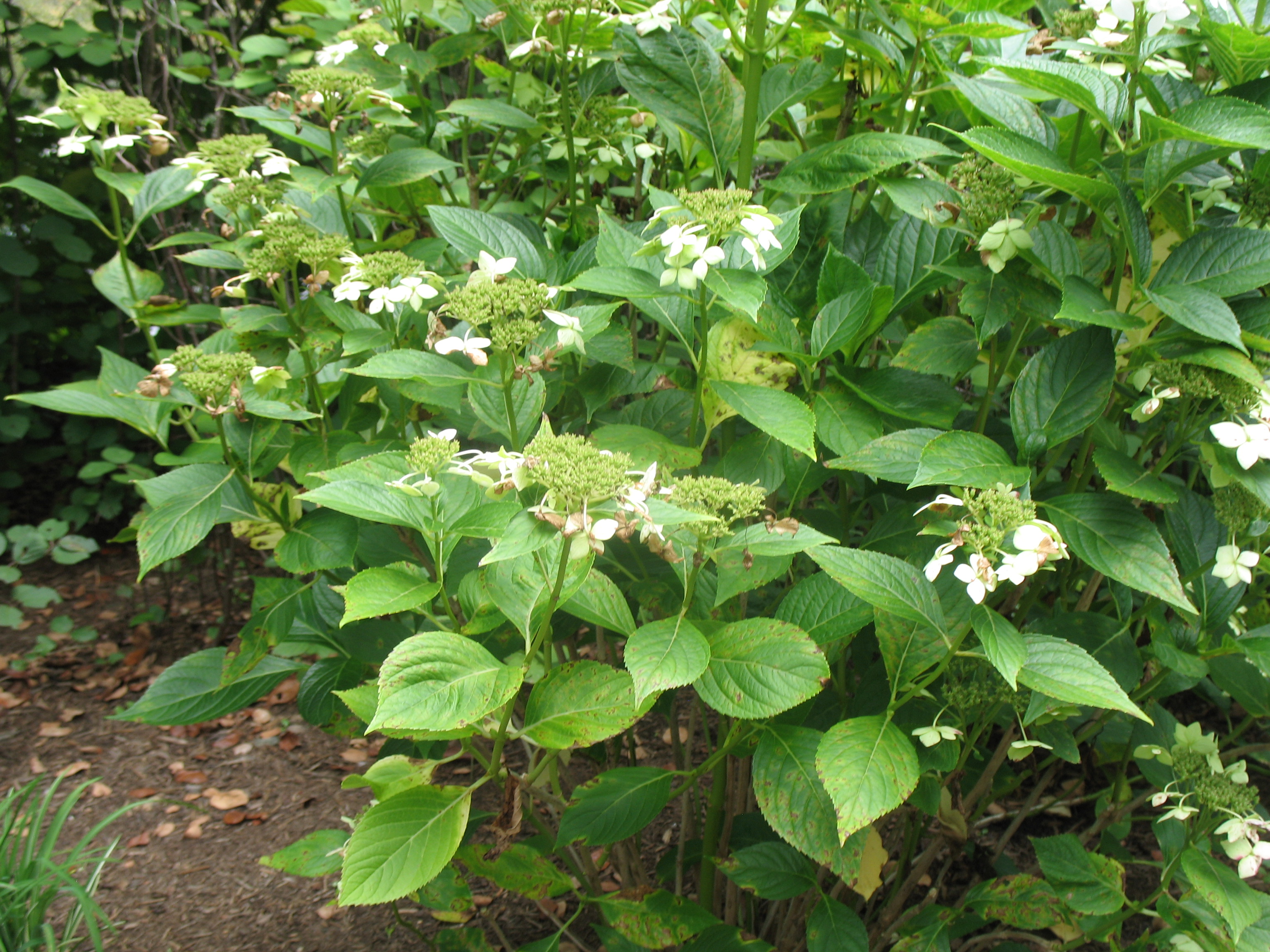 Hydrangea macrophylla var. normalis 'Lanarth White / Lanarth Hydrangea