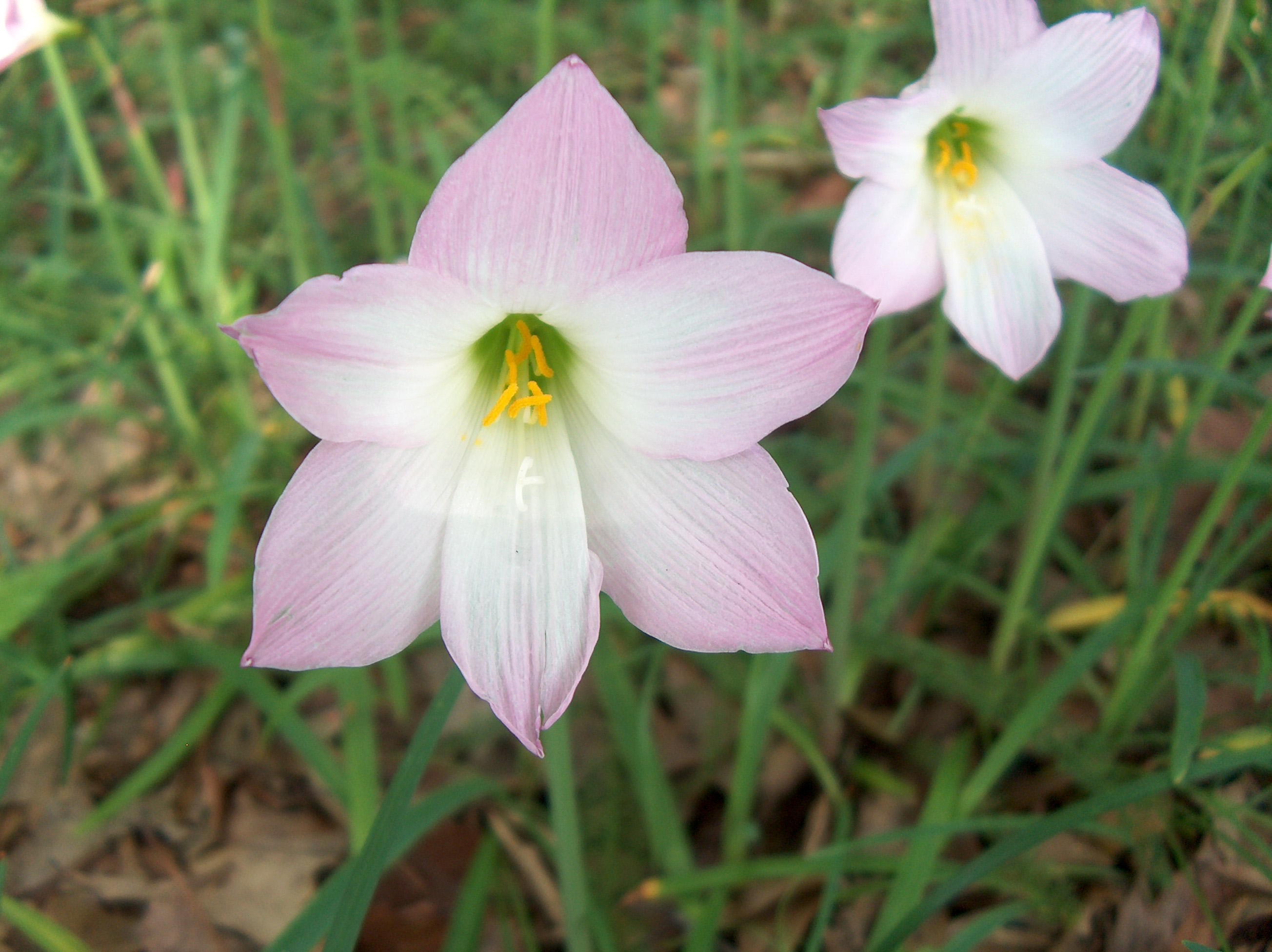 Habranthus robustus  / Argentine Rain Lily